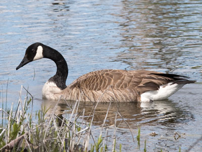 Despite my thoughts on geese (see May 2 above), each creature has its place. I can admire this one`s beauty.