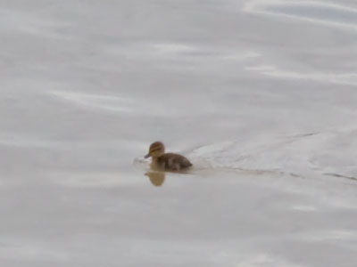 Sixteen ducklings (April 23) became three (May 7) and now just one.