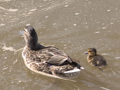 Keep an eye on your one duckling (see May 10 above).