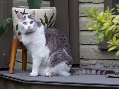 Betty White, the three-legged cat, seems a little too comfortable around my building (see May 9 above).