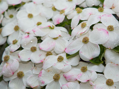 It`s the middle of May and trees are still blossoming.