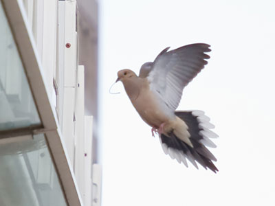 Still working on the nest (see May 18 above).