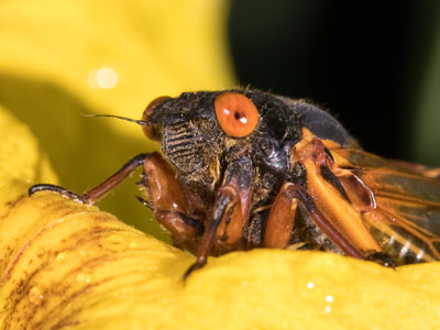 I heard cicadas are emerging late due to cool weather.