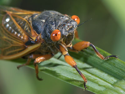 I hadn`t seen any cicadas in Dayton around where I live.