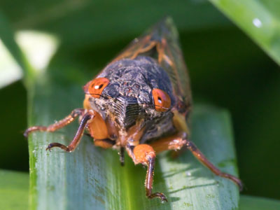 But I discovered that cicadas are plentiful in the suburbs.