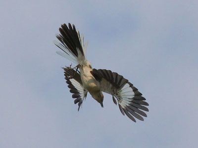 I heard a cardinal singing behind me, so I turned around.  It was really a mockingbird pretending to be a cardinal.