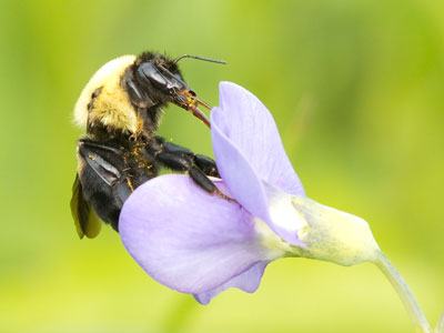 The bee doesn`t tell itself lies about the significance of its life.  It just quietly does what it`s supposed to do. Kneeling in the prairie today, I learned from the bee.