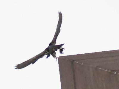 A downtown falcon arrives home carrying dinner.