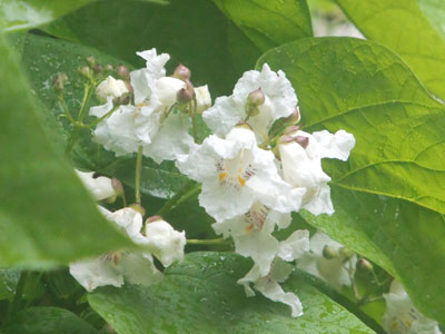 When the tree by my window blooms, it reminds me of the first day I started taking photos (see May 25, 2004).