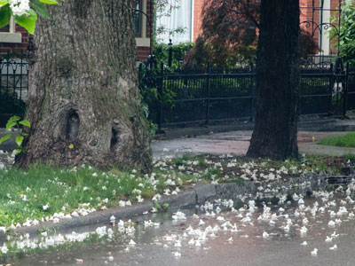 The litter of springtime.