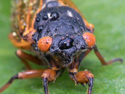 A cicada just out of the shower.