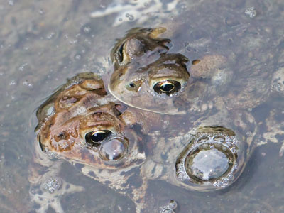 Two frogs, and reflections of me in two bubbles.