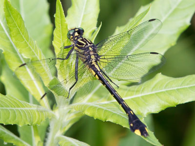 While I was getting chomped by mosquitos, this mosquito hawk was just sitting around doing nothing.