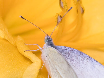 The humble cabbage white, official butterfly of Ohio.