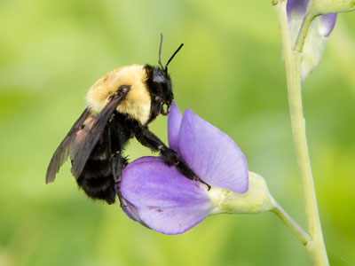 To bumblebee, or not to bumblebee, that is the question.