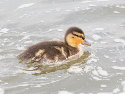 A bit past typical mallard breeding season, but welcome!