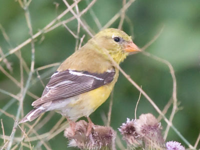 The goldfinches were plentiful, but reluctant to sit still.