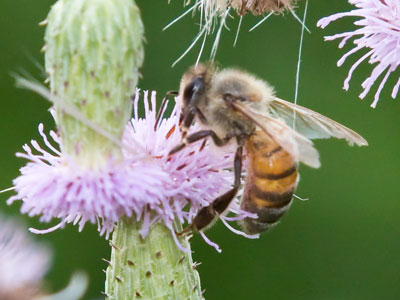 Let`s all appreciate honeybees for a moment.