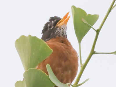 Yes, robins do sing in the morning.