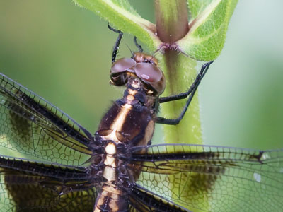 This dragonfly was not at all reluctant to sit still.