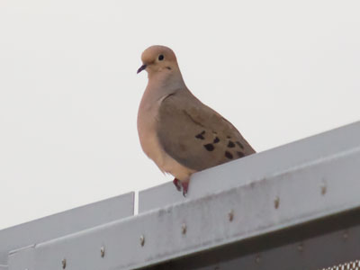 I`m a nature photographer amidst steel and concrete.