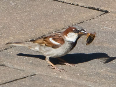 Most of the birds had a half-eaten cicada in their beaks.