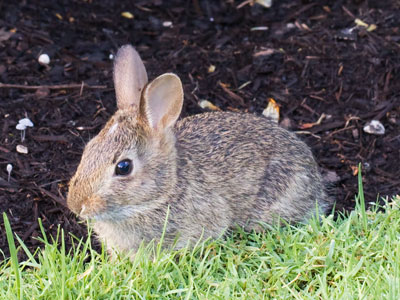 Chipmunks were running around too, but a bunny`s cuter.