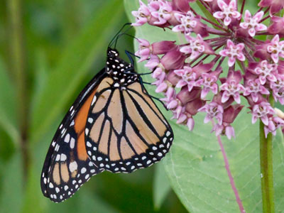 My first monarch of the year.