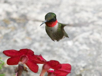 My first hummingbird of the year.