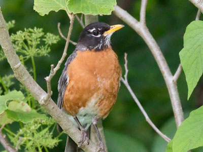 Not my first robin.