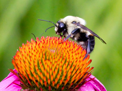 Note the second pair of antennae.