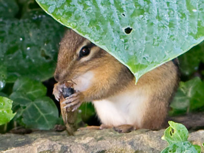 Chipmunks eat cicadas too?  Maybe I should try one.