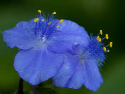 Tradescantia:  also known as spiderwort, spider-lily, cradle-lily, oyster-plant, or flowering inch plant.