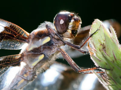 This is the closest I`ve ever been to a dragonfly.