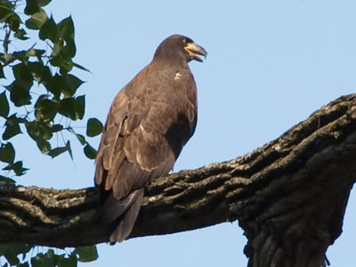 I saw a squadron of photographers with giant lenses looking for eagles.  I ignored them and wasn`t sorry.