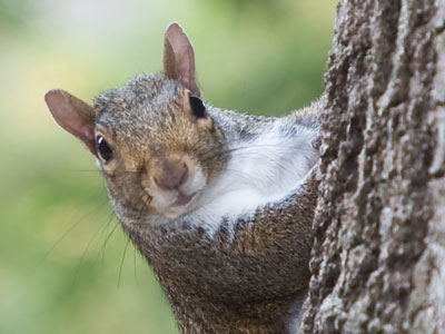 I got into a territorial dispute with a rodent -- and lost.