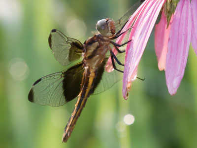 It turned out to be dragonfly day.