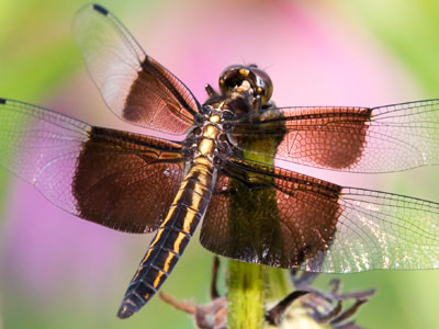 There used to be these things called butterflies, but they`re all gone so now I shoot dragonflies.