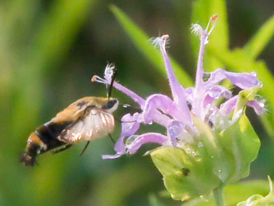 A hummingbird moth is better than a dragonfly.