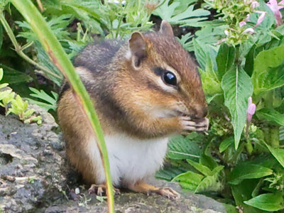 Besides chipmunks and rabbits, I think I saw a vole.