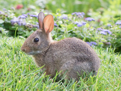 It`s not just the photos.  It`s the quiet solitude in a tranquil garden where I can sit comfortably beside a rabbit.