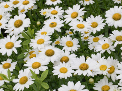 Daisies look good for only a short time, and I missed it.