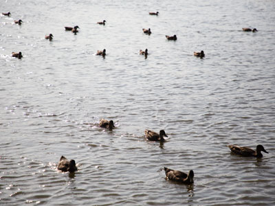 Ducklings have grown up (see April 23, 2021).