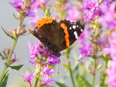 Butterflies are almost nonexistent this year, so I stalked this one for a long time in the hot sun.