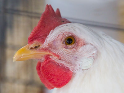 I haven`t been able to do much poultry portraiture lately (see October 9, 2020).