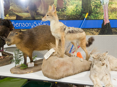 A hunting group brought a petting zoo of dead animals.