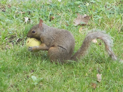 Squirrels go nuts at this time of year.