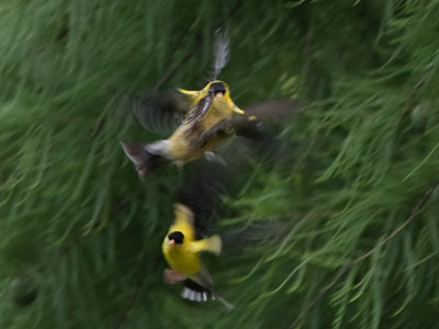 A flying fracas fought by five finches.