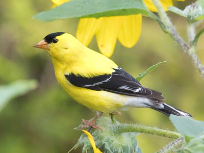 This finch would rather feed than fight.