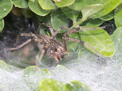 I stayed in the garden and avoided the prairie today because I didn`t want to get chomped by mosquitoes.